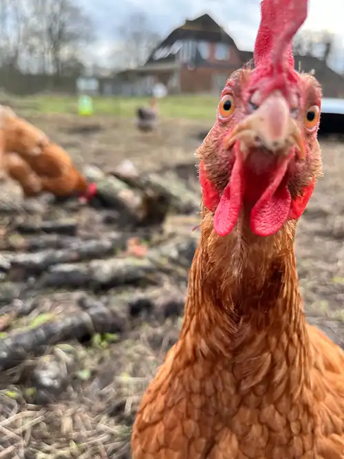 Huhn Sissi, der heimliche Star auf Hof Hatje.